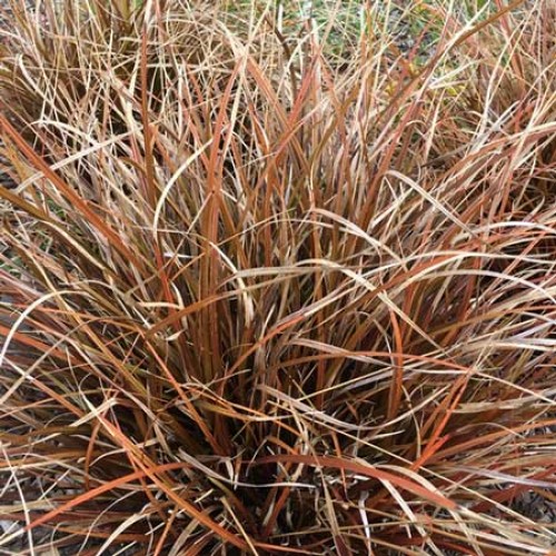 Ornamental Grass Uncinia rubra Red Hook Sedge | ScotPlants Direct